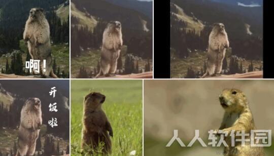 土拨鼠表情包GIF