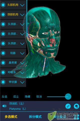 医维度解剖